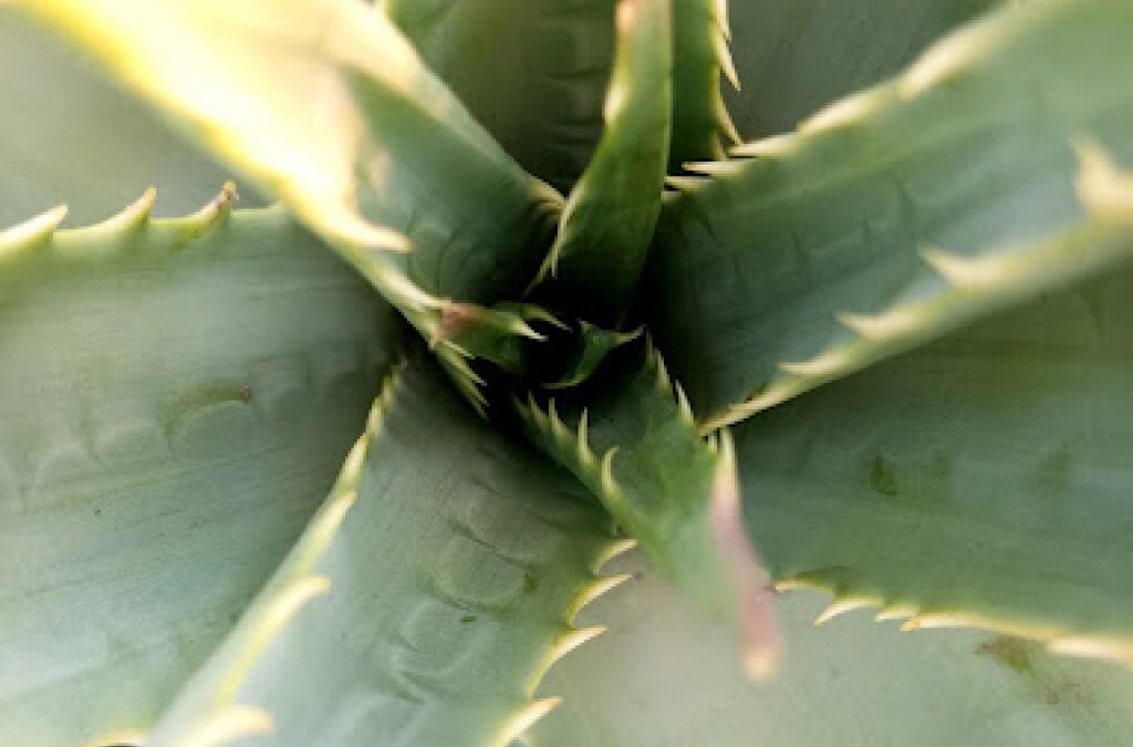 Dove acquistare l’Aloe Arborescens e quanto costa