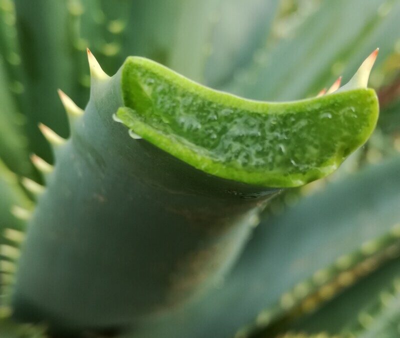 Come assumere l’Aloe e quando farlo per aumentare l’efficacia